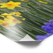 Impression Photo Daffodiles et l'Hyacinthe du raisin, Keukenhof 3 (Coin)