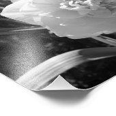 Impression Photo Daffodique noire et blanche (Coin)