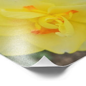 Impression Photo Daffodique rouillé (Coin)