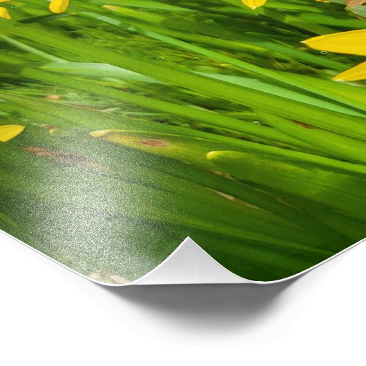 Impression Photo Daffodiques (Coin)