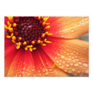 Impression Photo Dahlia après la pluie 14x10