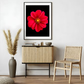 Impression Photo Dahlia rouge vibre