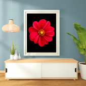 Impression Photo Dahlia rouge vibre