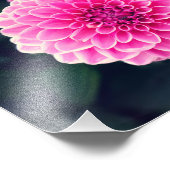 Impression Photo Dahlia 'Sylvia rose' (Coin)