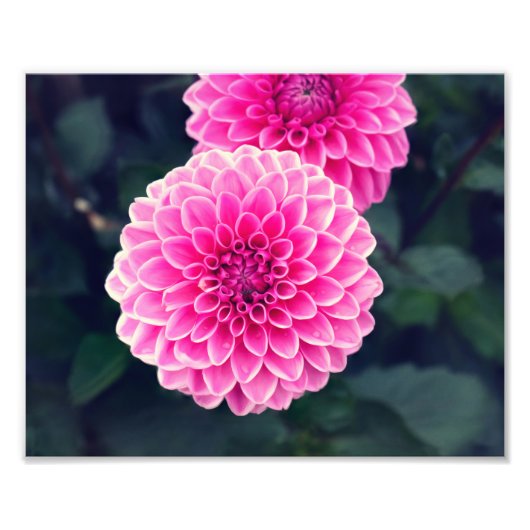Impression Photo Dahlia 'Sylvia rose' (Devant)