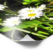 Impression Photo Daisy (Coin)