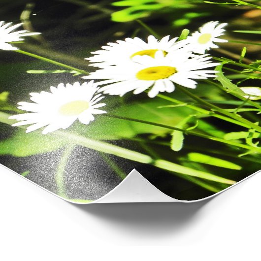 Impression Photo Daisy (Coin)