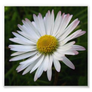 Impression Photo Daisy Darkness