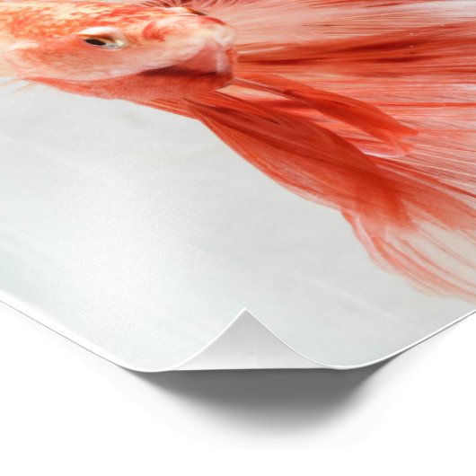 Impression Photo Dalmation Halfmoon Betta FI (Coin)