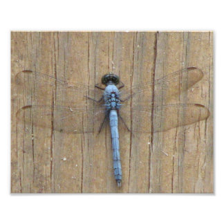 Impression Photo Damesfly