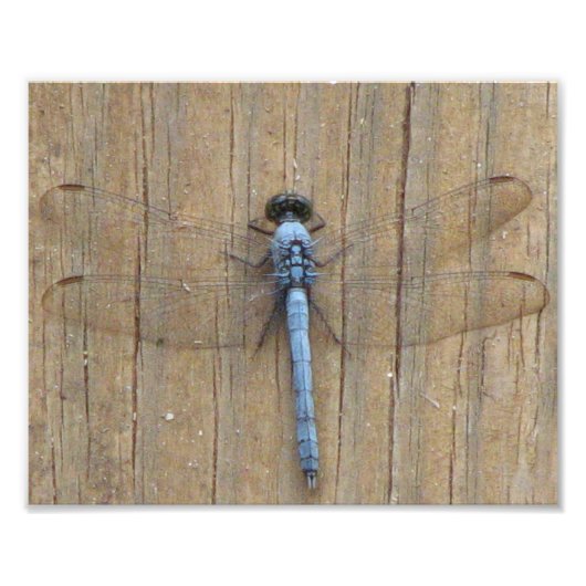 Impression Photo Damesfly (Devant)