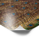 Impression Photo Dancing Peacock (Landscape) (Coin)