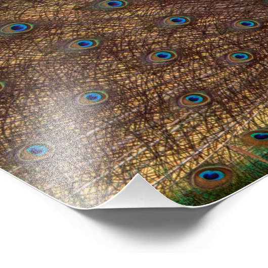 Impression Photo Dancing Peacock (Landscape) (Coin)