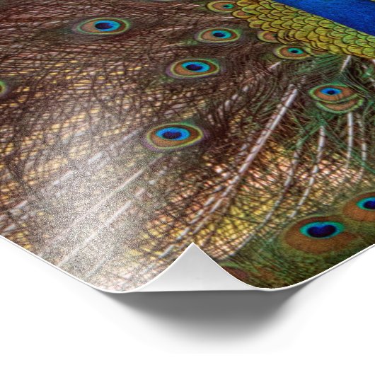 Impression Photo Dancing Peacock (Portrait) (Coin)