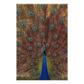 Impression Photo Dancing Peacock (Portrait) (Devant)