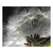 Impression Photo Dandelion (Devant)