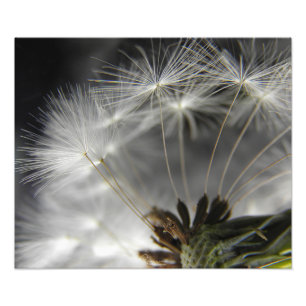 Impression Photo Dandelion