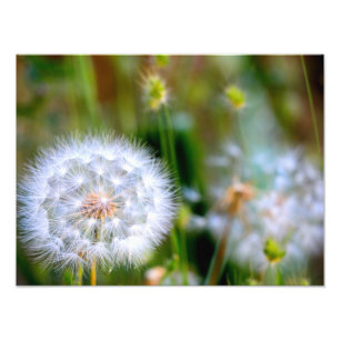 Impression Photo Dandelion