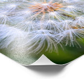 Impression Photo Dandelion (Coin)