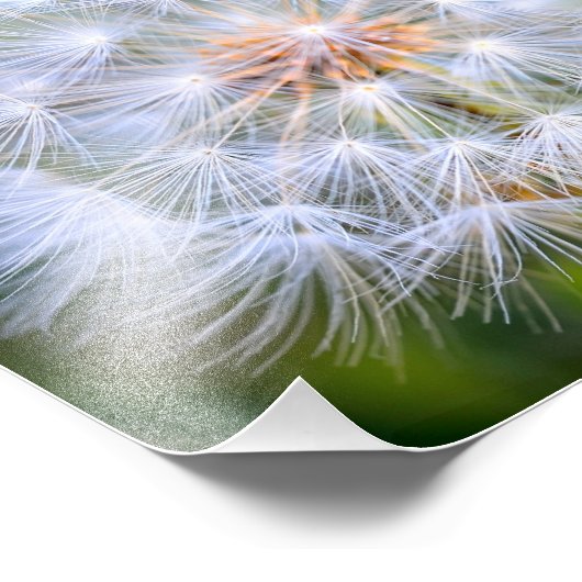 Impression Photo Dandelion (Coin)
