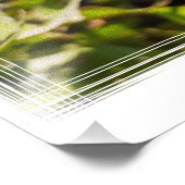 Impression Photo Dandelion au soleil (Coin)