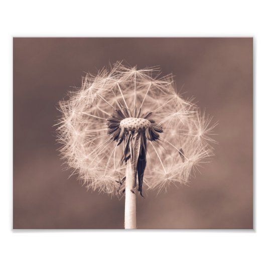 Impression Photo Dandelion Blowball Closeup Sepia (Devant)