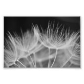 Impression Photo Dandelion Closeuse en noir blanc (Devant)