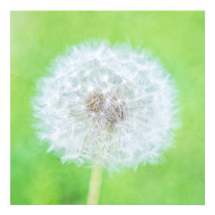 Impression Photo Dandelion - Juste Réveillé La Beauté