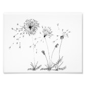 Impression Photo Dandelions (Devant)