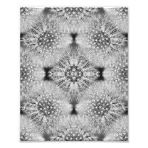 Impression Photo Dandelions blancs bouffants Nature Abstraite 8x10