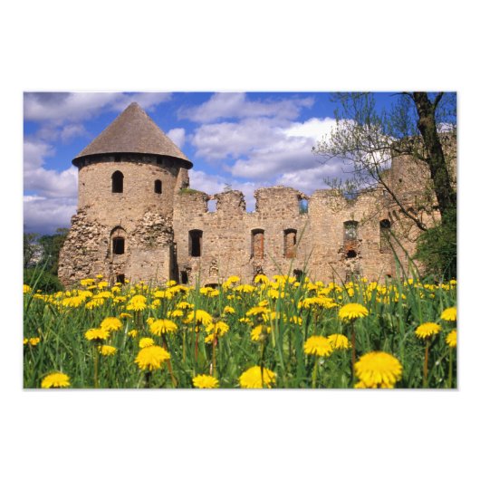 Impression Photo Dandelions entourant Cesis Castle dans le centre (Devant)