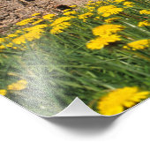 Impression Photo Dandelions entourant Cesis Castle dans le centre (Coin)