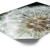 Impression Photo dandilion (Coin)