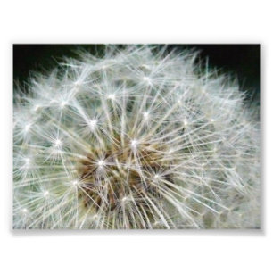 Impression Photo dandilion