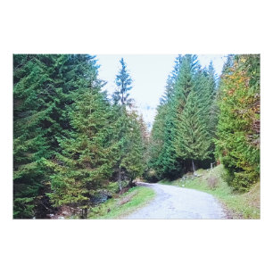 Impression Photo Dans la forêt au cœur - Nature sauvage Roumanie