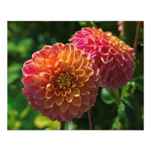 Impression Photo Dans Le Jardin Dahlia 1 (Devant)