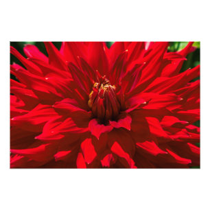 Impression Photo Dans Le Jardin Dahlia 2