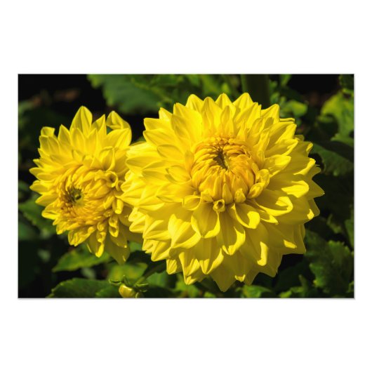 Impression Photo Dans Le Jardin Dahlia 3 (Devant)