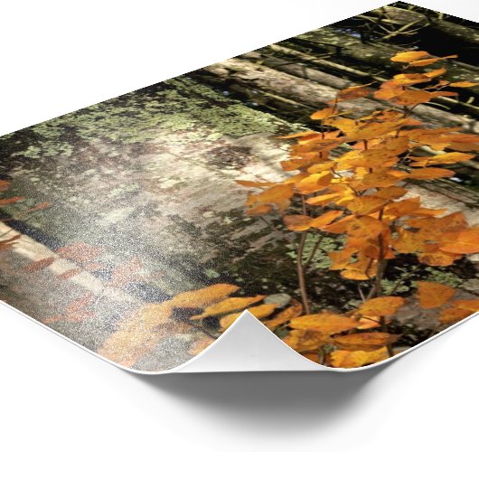 Impression Photo Dans les bois (Coin)