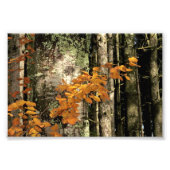 Impression Photo Dans les bois (Devant)