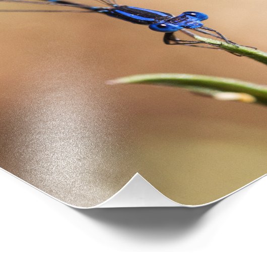 Impression Photo Danse de la mouche (Coin)