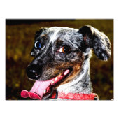 Impression Photo Dapple/Piebald Dachshund (Devant)