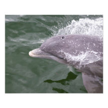 Dauphin de clé de chou