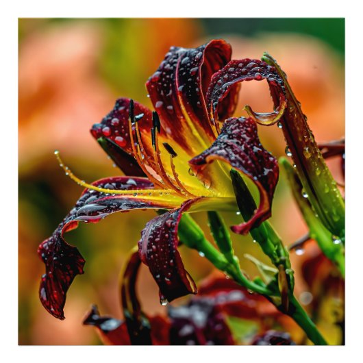 Impression Photo Daylily Black Plush (Devant)