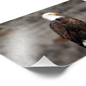 Impression photo de Bald Eagle (Coin)