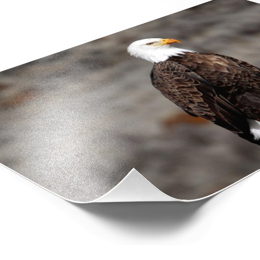 Impression photo de Bald Eagle (Coin)