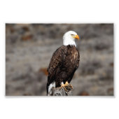 Impression photo de Bald Eagle (Devant)