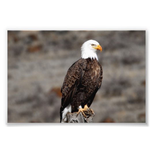 Impression photo de Bald Eagle (Devant)