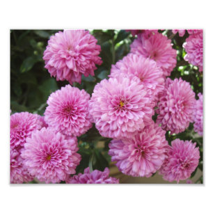 Impression photo de belles fleurs