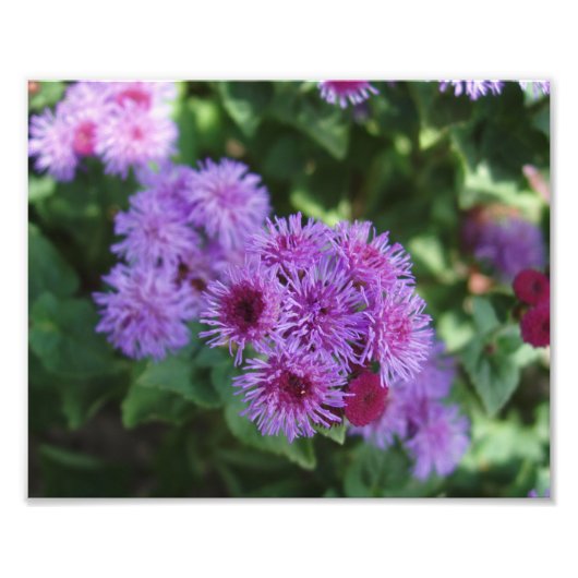 Impression photo de belles fleurs (Devant)